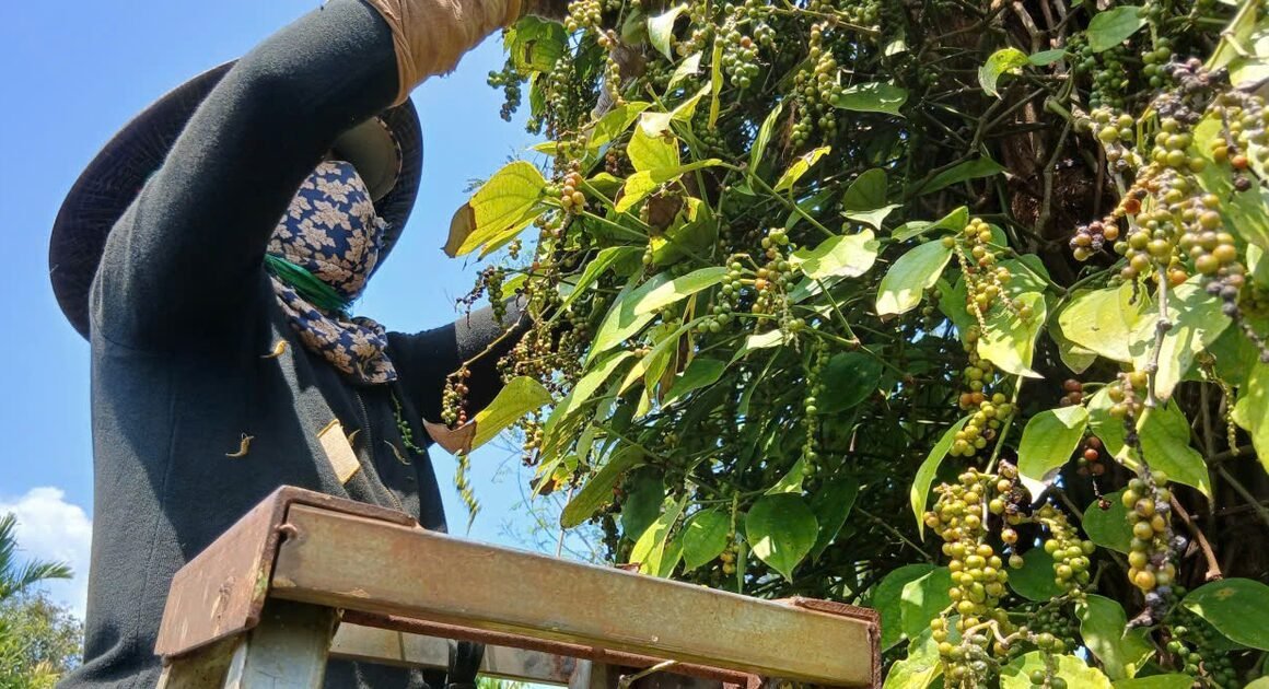 GIÁ TIÊU TĂNG CAO ĐANG MỞ RA TƯƠNG LAI SÁNG CHO NÔNG DÂN GIA LAI SAU NHỮNG NĂM KHỦNG HOẢNG