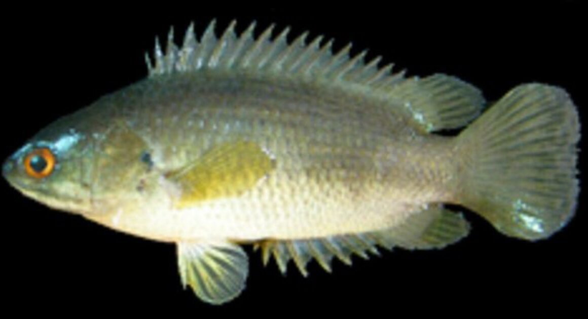 CON CÁ SỐNG NGẬM TRONG MIỆNG, CHUYỂN SỐC KHI CHUI SÂU VÀO CỔ HỌNG, DÙNG SUYẾT CHẾT NGƯỜI ĐÀN ÔNG.