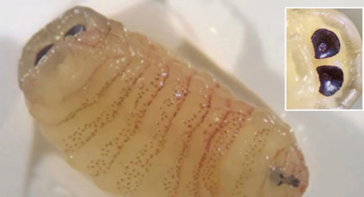 ÁNH NHẬN KINH HOÀNG: NGƯỜI PHỤ NỮ 58 TUỔI SUY SỤP KHI HẮT HƠI RA GIÒI SỐNG TỪ MŨI SAU LÚC BỊ RUỒI ĐÁNH BÈO TRÊN MẶT