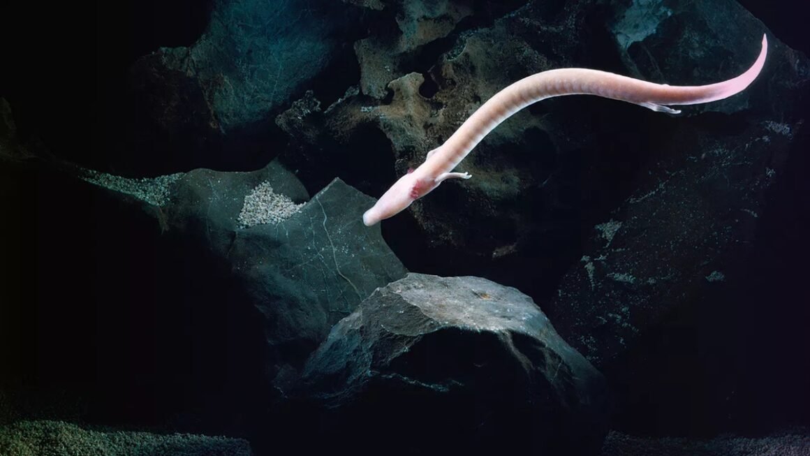 KHÁM PHÁ LOÀI ĐỘNG VẬT KỲ LẠ ĐẾN TƯƠNG LAI, VỐN MÙ TOÀN THIỆN VẪN SỞ HỮU NHỮNG SIÊU NĂNG TUYỆT ĐỈNH!