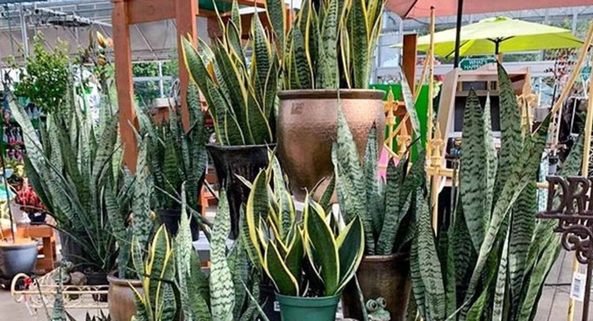 BẬT MÍ VÌ SAO CÂY LƯỠI HỔ LÀ SỰ LỰA CHỌN HOÀN HẢO CHO MỌI GIA ĐÌNH NHIỀU BẬC NHẬN!