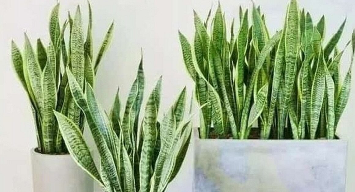 NHỮNG SAI LẦM NHỎ TRONG CHĂM SÓC CÂY CÓ THỂ LÀM THUỐC CHẬM PHÁT TRIỂN MÀ BẠN CHƯA BIẾT!