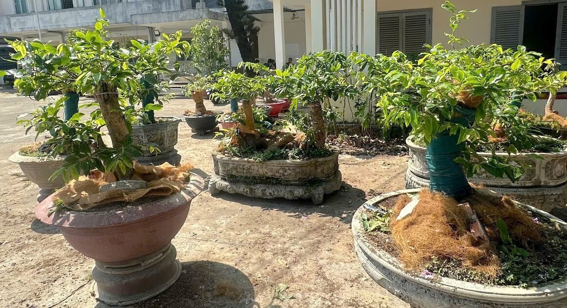 KHI KIỂM LÂM KHÔNG CHỨNG MINH ĐƯỢC CÂY MAI VÀNG Ở CÔN ĐẢO LÀ TÀI SẢN HỢP PHÁP, AI CÓ THỂ BỊ XỬ PHẠT VÀ TỊCH THU?