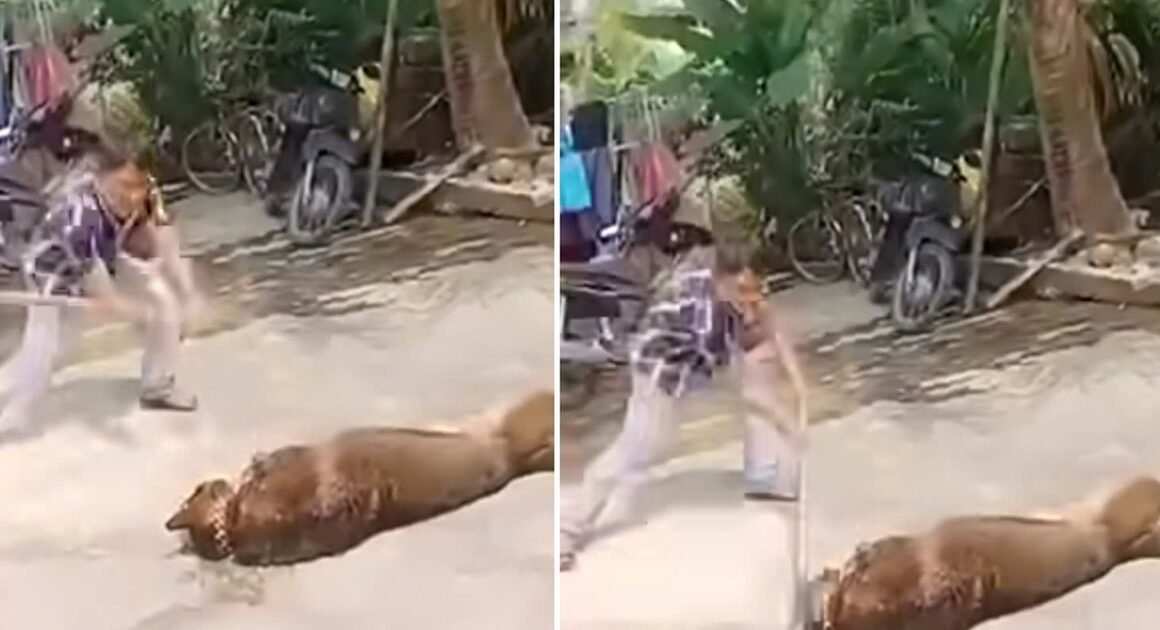 CON CHÓ BÉC GIÊ NẶNG HƠN 40 KG ĐÁNH SẬP CỤ ÔNG 83 TUỔI KHI ĐANG CHUỒNG VẬT NUÔI, GÂY NỔI SỐC Ở HÀ TĨNH