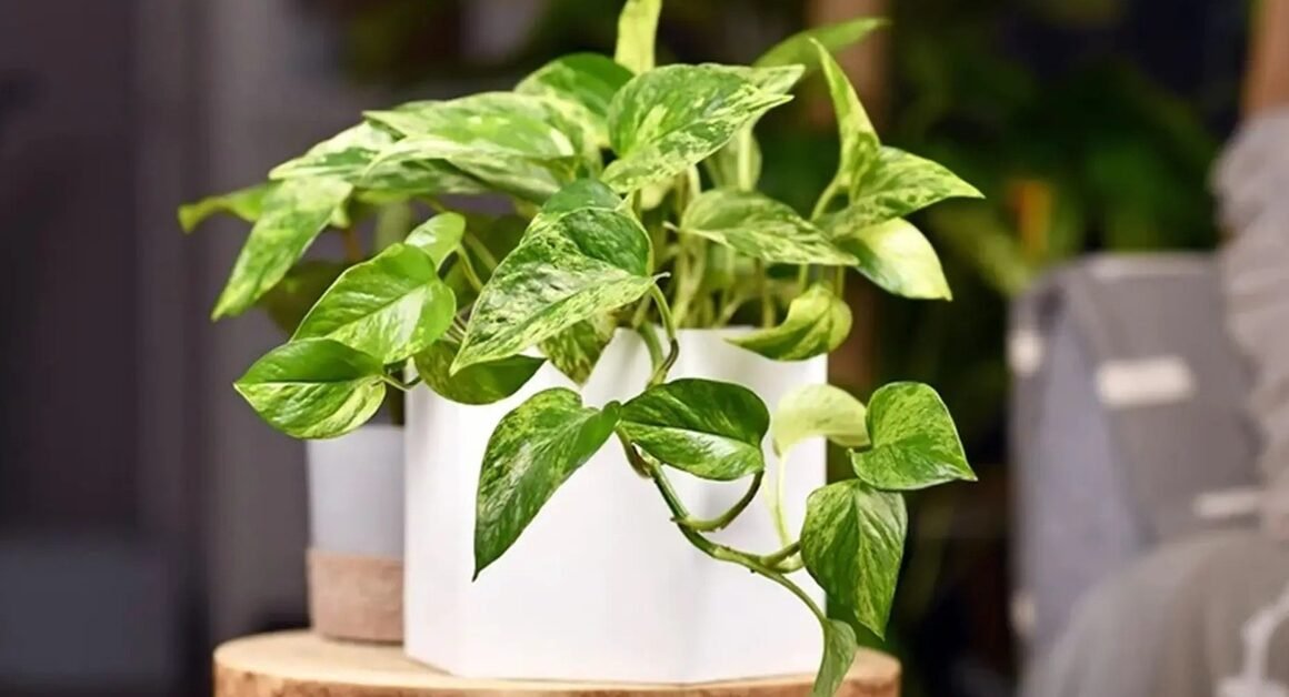 KHÁM PHÁ BÍ QUYẾT CHĂM SÓC TRÀU BÀ ĐỂ TĂNG CƯỜNG SỨC KHỎE VÀ GÓI GỌN KHÔNG GIAN SỐNG