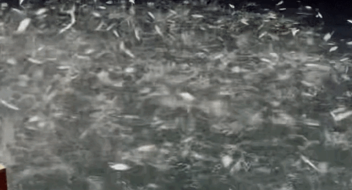 KHÁM PHÁ KHOẢNH KHẮC KHIẾN CƯ DÂN NƯỚC BẮC BÁN TÍNH KHÓ CÓ THỂ RỘN RÀNG!