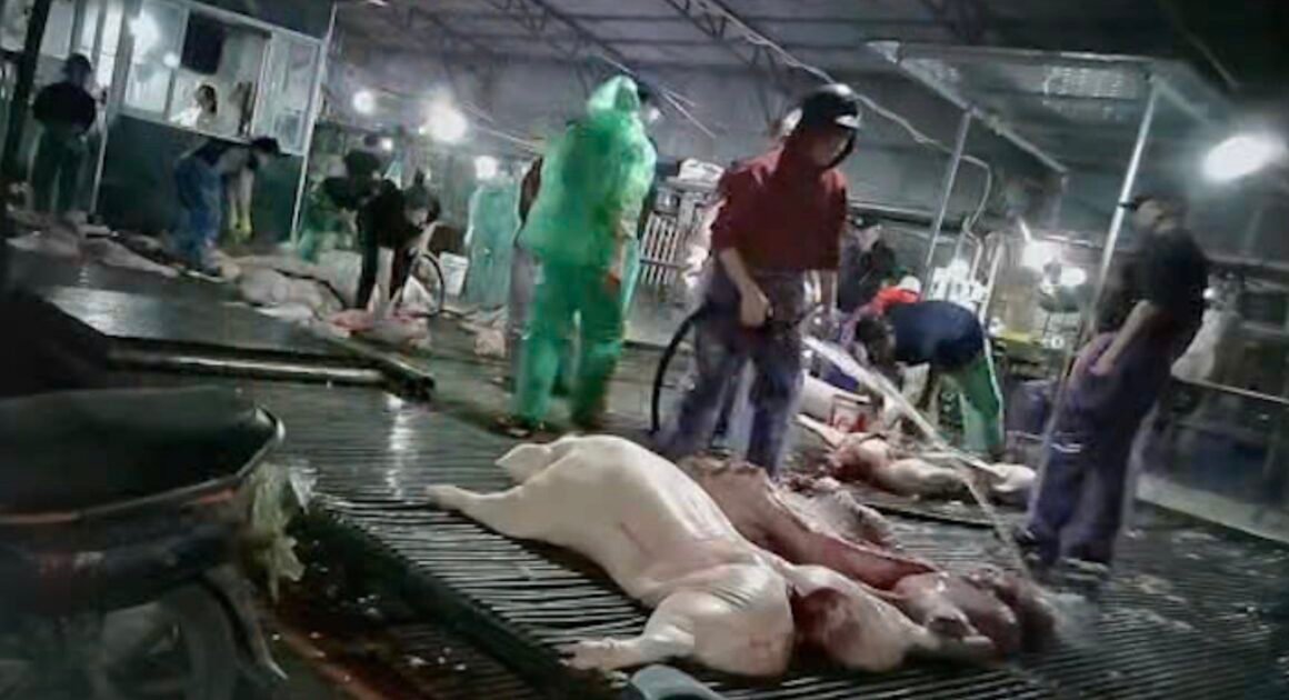 **CẢNH BÁO: CHI PHÍ “NGHỈNG NGỢC” ĐỂ ĐƯA LỢN BỆNH VÀO LÒ MỔ CẢ TRĂM TRIỆU ĐỒNG!**