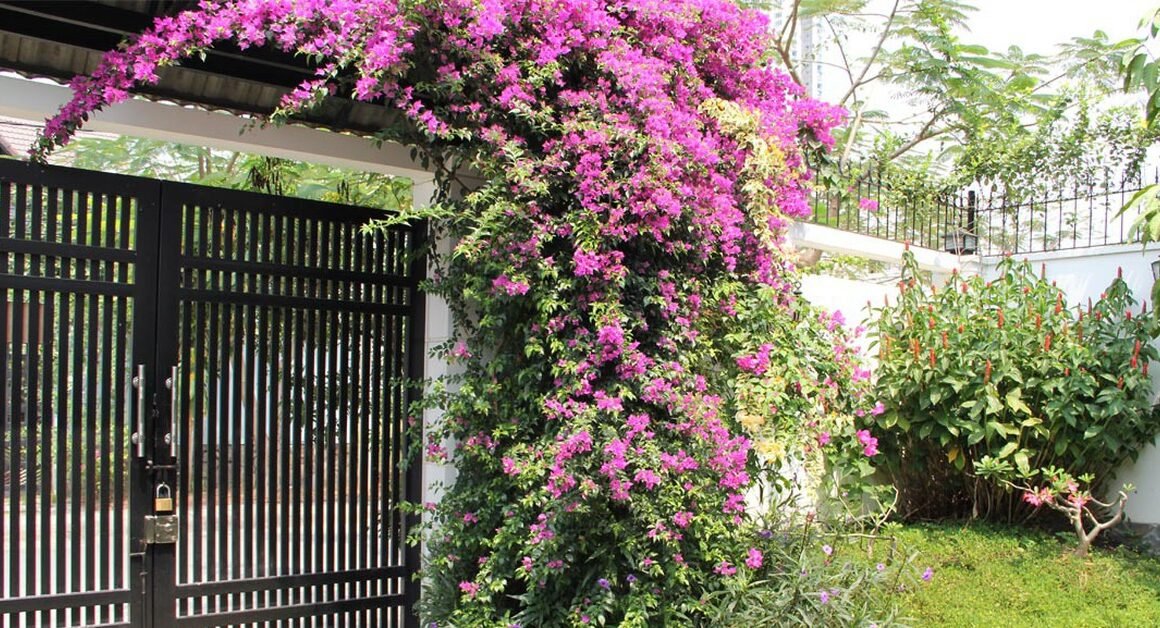 KHÁM PHÁ VẺ ĐẸP RỰC RỠ CỦA HOA GIẤY – MỘT LOẠI CÂY CẢNH ĐỘC ĐÁO ĐỜI SỐNG GIA ĐÌNH MBẠN CHƯA BAO GIỜ THỬ!