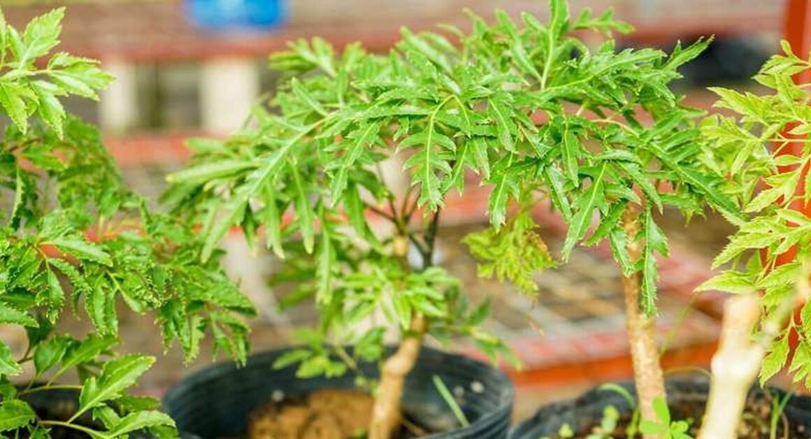 Bạn có biết rằng cây đinh lăng không chỉ để trang trí mà còn đem lại lợi ích sức khỏe bất ngờ?