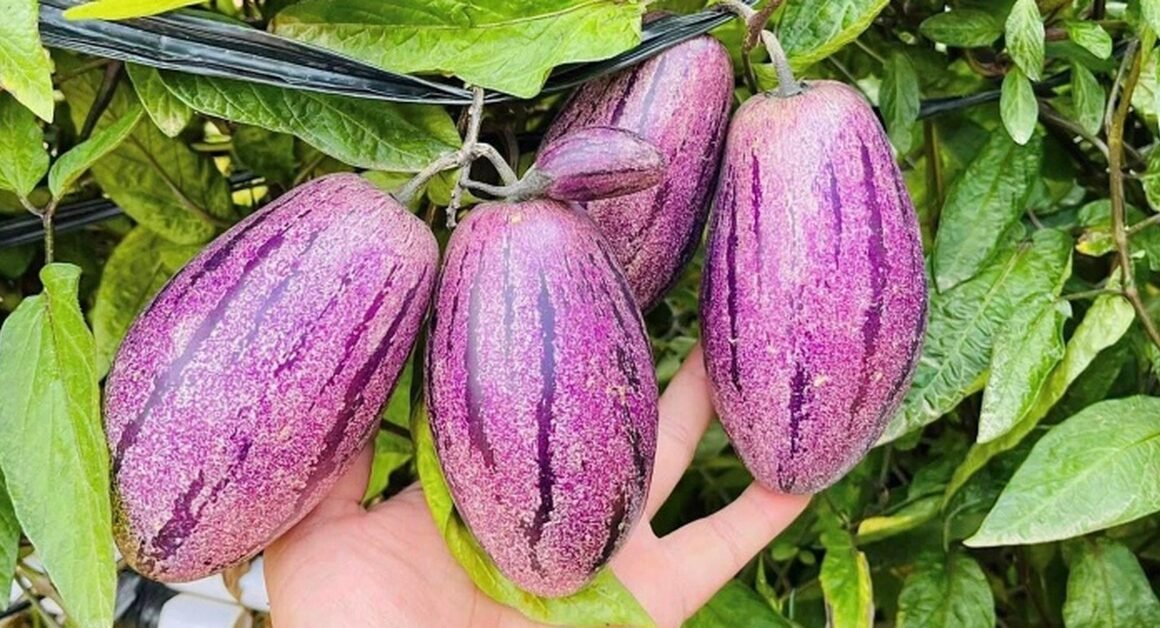 KHÁM PHÁ GIÁ TRỊ TUYỆT VỜI CỦA DƯA PEPINO: GIẢI NHIỆT, DINH DƯỠNG VÀ LỢI ÍCH SỨC KHỎE BẤT NGỜ!