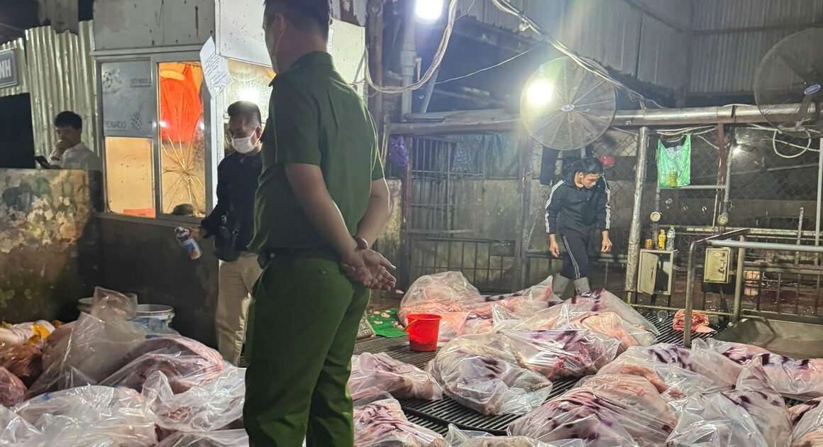 KHÁM PHÁ CHIẾC VU KHỐN LƯỜI TUỒN GẦN 300 TẤN LỢN BỆNH RA THỊ TRƯỜNG VỚI NHÃN “LỢN SẠCH” GIẢ MẠO!