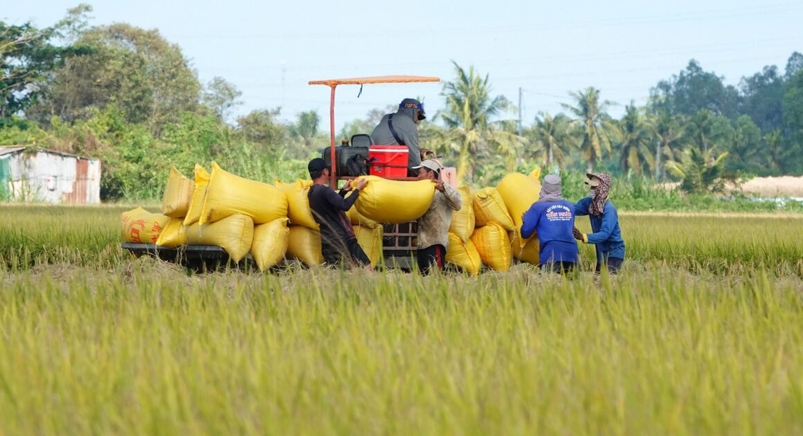 PHILIPPINES ĐANG ĐIỀU TRA TỰ VỆ GẠO NHẬP KHẨU: ĐÓN ĐẦU ĐỂ BIẾT CHIẾN TRẬN NÀO ĐANG CHỜ!
