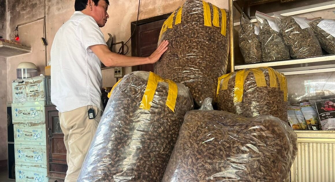 KHÁM PHÁ NGUỒN GỐC VÀ LÝ DO KHUYẾN RŨ CỦA VIỆC SĂN LỘT VE SẦU TRỞ LẠI Ở TÂY NGUYÊN!