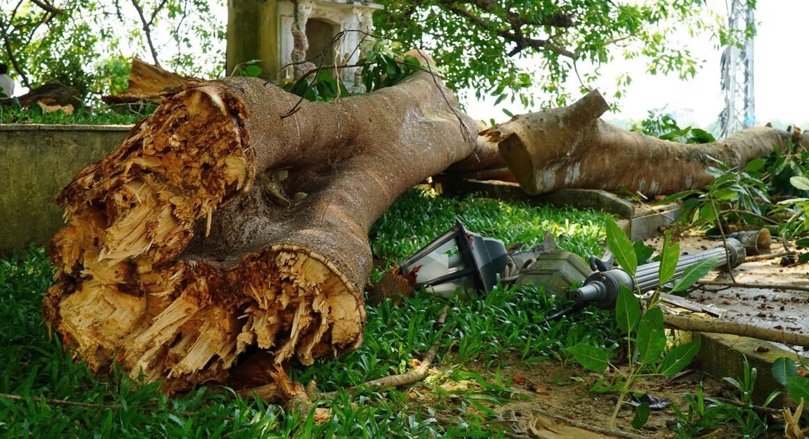 cây đa di sản hàng trăm năm tuổi đột ngột đổ trong lễ giỗ tổ hùng vương, khiến hàng chục người hoảng loạn