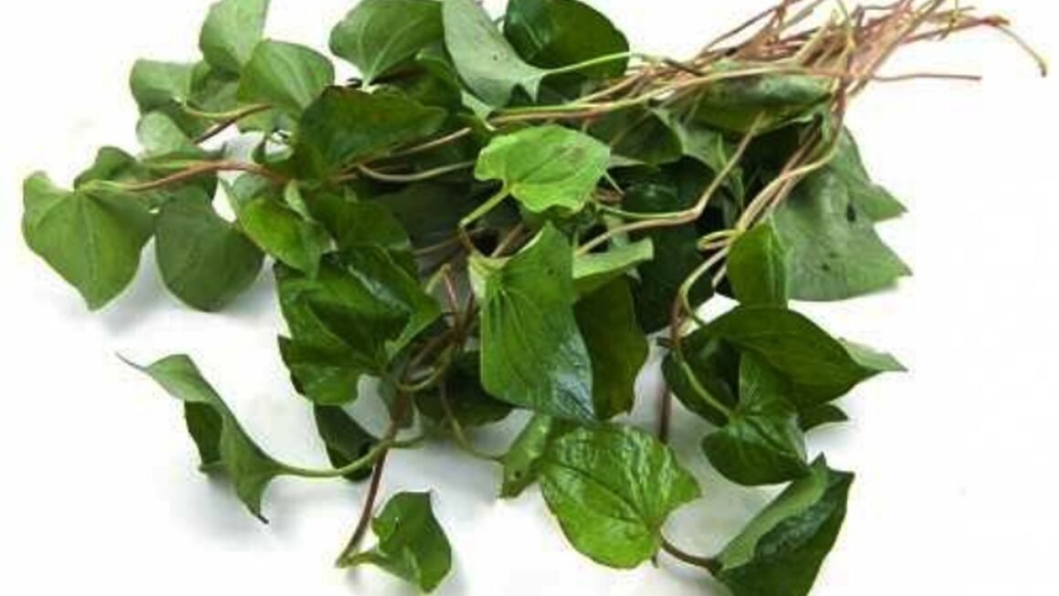 KHÁM PHÁ BÍ ẨN CỦA DẾP CÁ – LOẠI RAU GIA VỊ GÂY NGHIỆN VỚI CÔNG DỤNG CHỮA BỆNH VÀ LÀM ĐẸP DA!