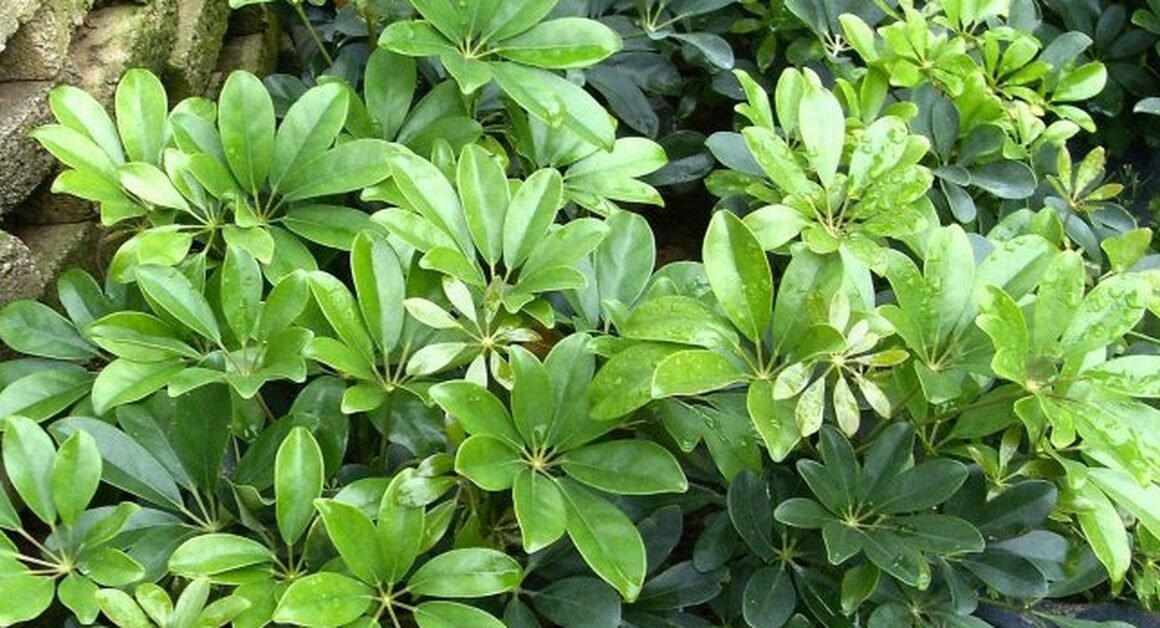KHÁM PHÁ BÍ QUYỀN CỦA NGŨ GIA BÌ ĐỂ TẠO NÊN KHÔNG GIAN SỐNG XANH MÁT, THOẢI MÁI HÀNG NGÀY