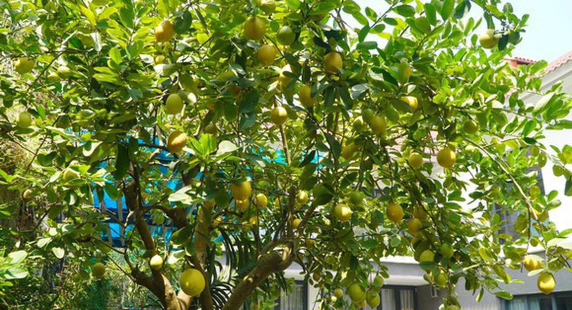 KHÁM PHÁ BÍ MẬT LỰA CHỌN CÂY XANH THEO PHONG THỦY ĐỂ CHÀO ĐÓN NĂNG LƯỢNG TÍCH CỰC CHO NGÔI NHÀ BẠN!