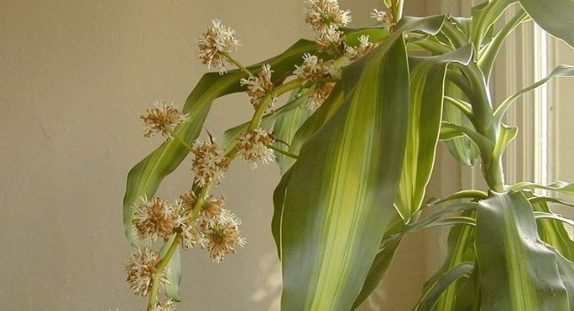 KHÔNG CHỈ LÀ BIỂU TƯỢNG, CÂY THIẾT MỘC LAN CÒN CHỨA ĐỰNG NĂNG LƯỢNG PHÚ QUÝ BẠN CHƯA BIẾT!