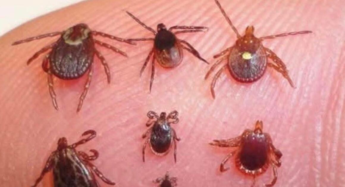 KHÁCH HÀNG NGHĨ BỊ CẢM LẠNH, AI NGỜ ĐÓ LẠI LÀ BIỂU HIỆN CỦA VẾT CẮN VE!