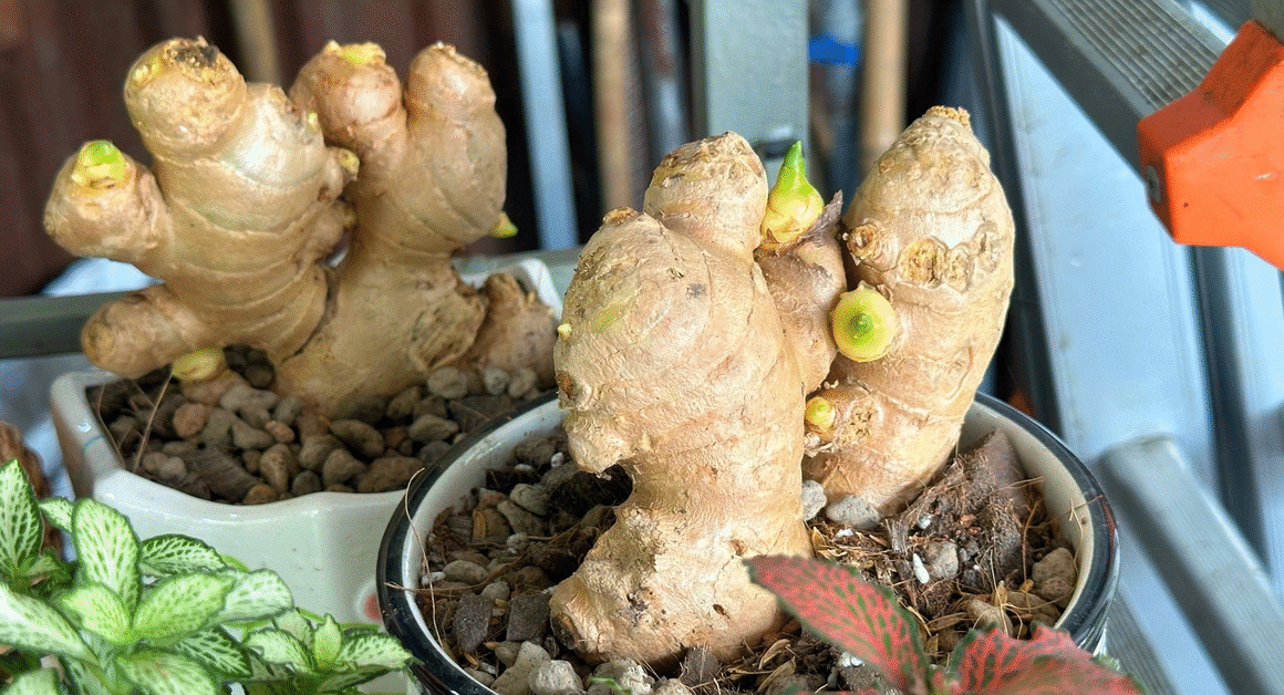 KHÔNG CẦN VÂY CỬA HÀNG, BẠN VẪN CÓ THỂ TRỒNG GẦN GŨI GỪNG TẠI NHÀ!