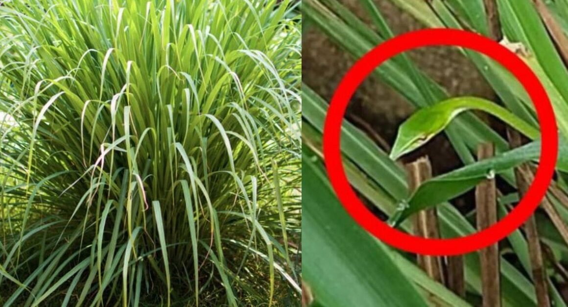 KHÁM PHÁ LOÀI CÂY GỖ ĐA NĂNG VỚI NHỮNG LỢI ÍCH VỐI GIA ĐÌNH CHƯA TỪNG BẠN BIẾT!