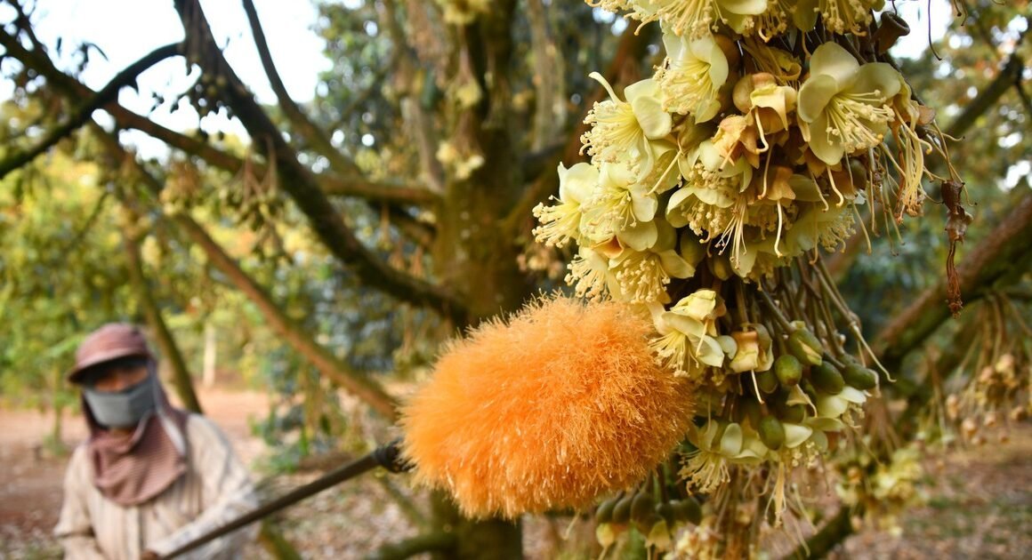Chuyện kỳ lạ của những người nông dân Long Khánh trong đêm nở hoa sầu riêng đầy bí ẩn