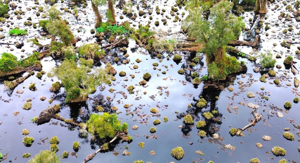 RỪNG U MINH HẠ ĐANG SUY THÁI, NGUYÊN NHÂN GÂY BẤT NGỜ CHƯA ĐƯỢC KHOA HỌC XÁC ĐỊNH!