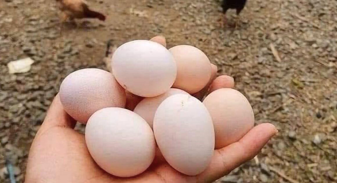 GIÁ TRỨNG GÀ GIẢM SỐC, NHIỀU HỘ CHĂN NUÔI ĐỐI MẶT NGUY CƠ PHÁ SẢN!