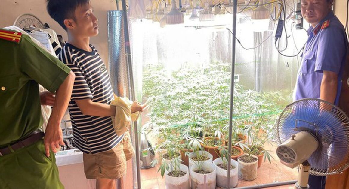 KHÁM PHÁ PHÒNG NGỦ HOÀNG QUY NHÂN VỚI HỆ THỐNG TRỒNG CẦN SA TẠO MÔI TRƯỜNG TỰ NHIÊN ĐỘC ĐÁO