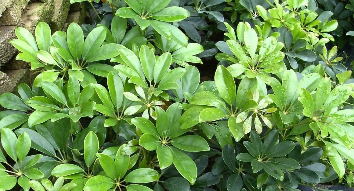 KHÁM PHÁ VẺ ĐẸP THANH NHÃ VỚI NGŨ GIA BÌ CHỈ CÓ TẠI NHỮNG CỤM LÁ XANH XUNG XUNG SUỐT NĂM!