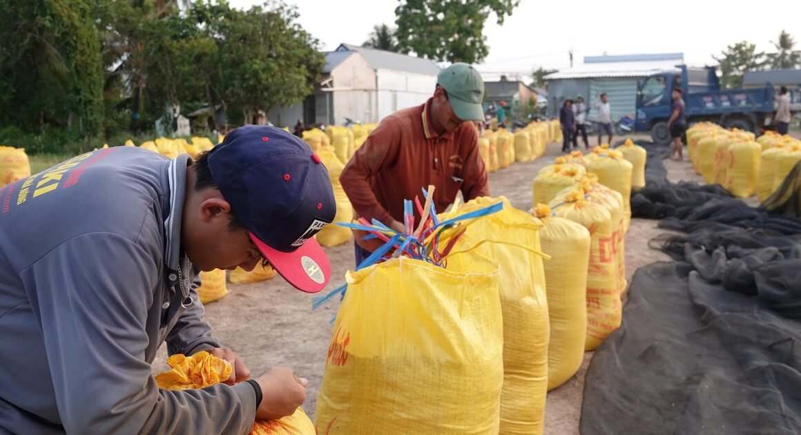 VIỆT NAM ĐẢM BẢO THANH KHOẢN VỐN TỪ XUẤT KHẨU GẠO, NHƯNG PHILIPPINES CÓ ĐANG ĐẾN MẶT KHUNG CỬA ĐẠI DỊCH EL NINO?