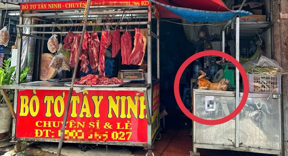 PHỐ THỊT CHÓ SỐNG SÓT MỘT THỜI, SỐNG CÒN ĐỒNG – TẠI SAO NHIỀU NGƯỜI VẪN BÁN CẦY TƠ GIỮ CHO MÙA ĐÓ?