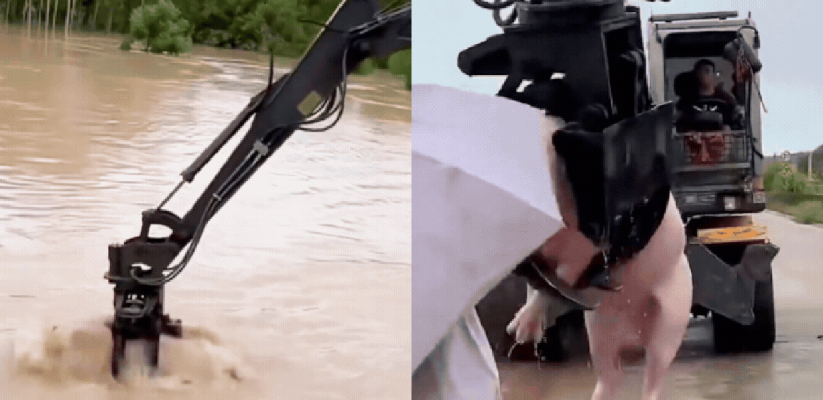 MÁY XÚC KHÉO LÉO GIẢI CỨU ĐÀN LỢN TRONG CƠN LŨ QUA KHÓ KHĂN Ở QUẢNG TÂY