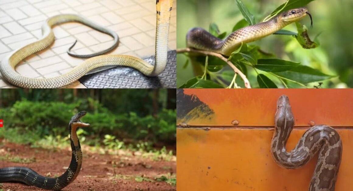 KHÁM PHÁ NHỮNG BÍ QUYẾT ĐƠN GIẢN GIÚP BẢO VỆ GIA ĐÌNH TRƯỚC NGUY CƠ RẮN MƯA VỀ TP!