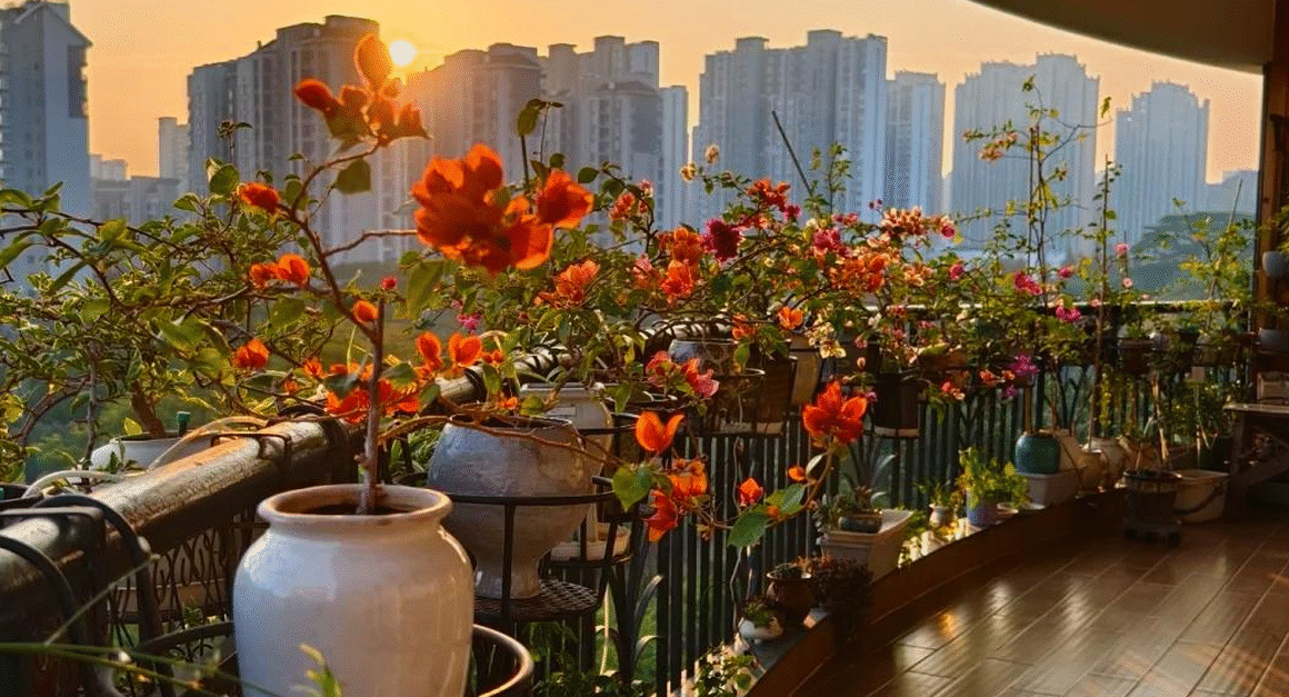 Chỉ với ban công nhỏ, người đàn ông đã biến không gian thành “VƯƠN HOA TRÊN CAO” đầy mê hoặc và truyền cảm hứng cho cả nghìn người.