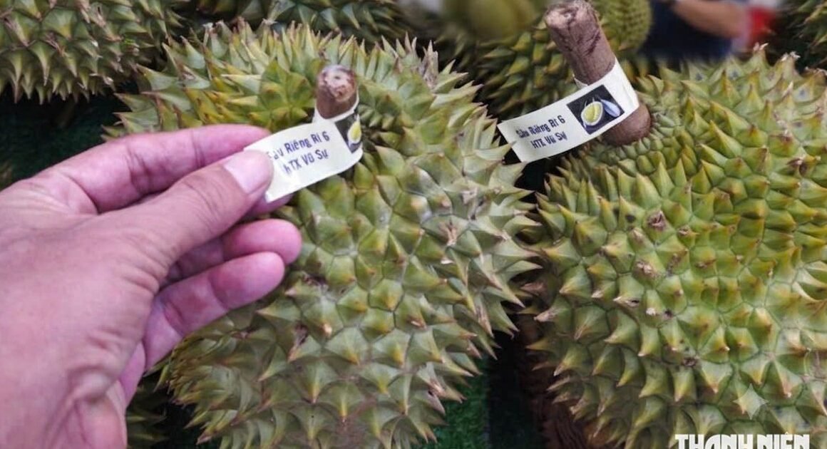 DẤU ẤN KHỦNG TRONG XUẤT KHẨU RAU QUẢ VIỆT NAM NHỜ SẦU RIÊNG BỘC HẠCH, GIÁ TĂNG NHƯ MƠ!